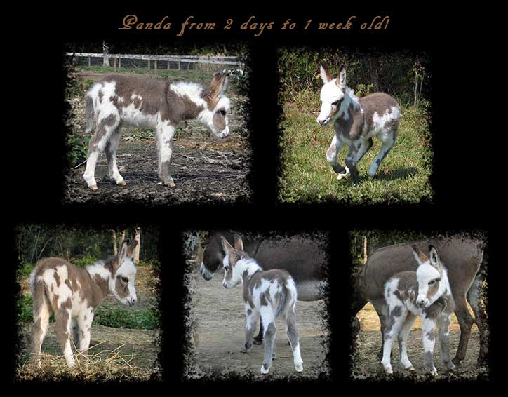 Critter Haven Farm Miniature Donkeys